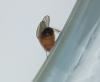Drosophila melanogaster